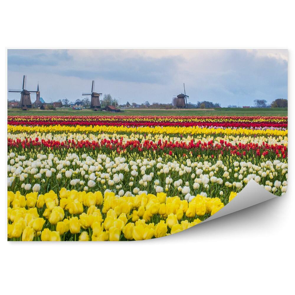 Papier peint Champ de tulipes hollande nuages de ciel