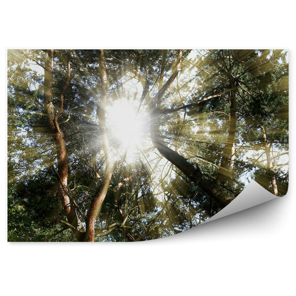 Papier peint Soleil De L'herbe De La Forêt