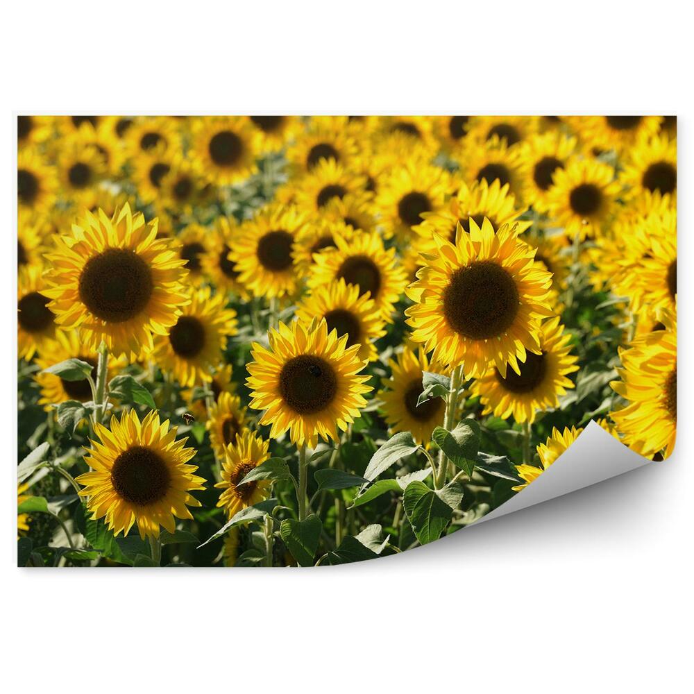 Papier peint Champ de fleurs de tournesol