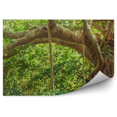 Papier peint Feuilles d'arbres de la jungle indienne