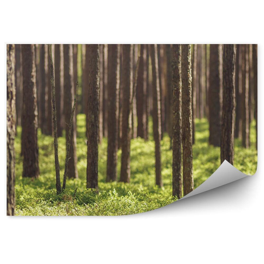 Papier peint Forêt De Conifères À L'herbe