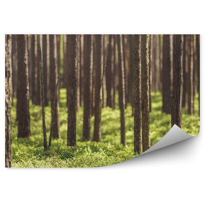 Papier peint Forêt De Conifères À L'herbe