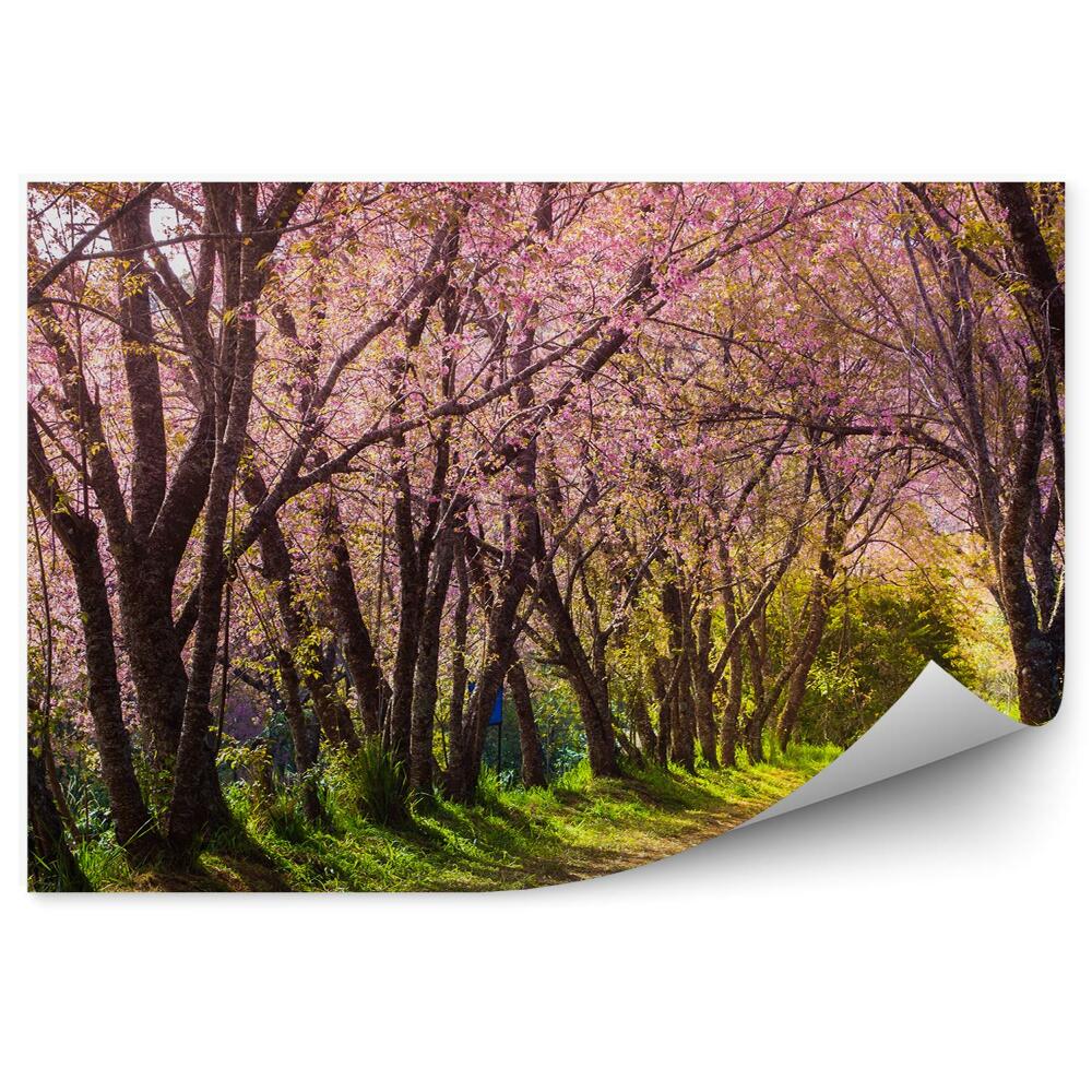Papier peint Chemin des cerisiers en fleurs Thaïlande nature
