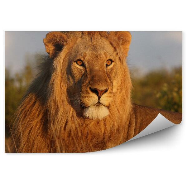 Papier peint Jeune Lion Nature Ciel Nuages Savane