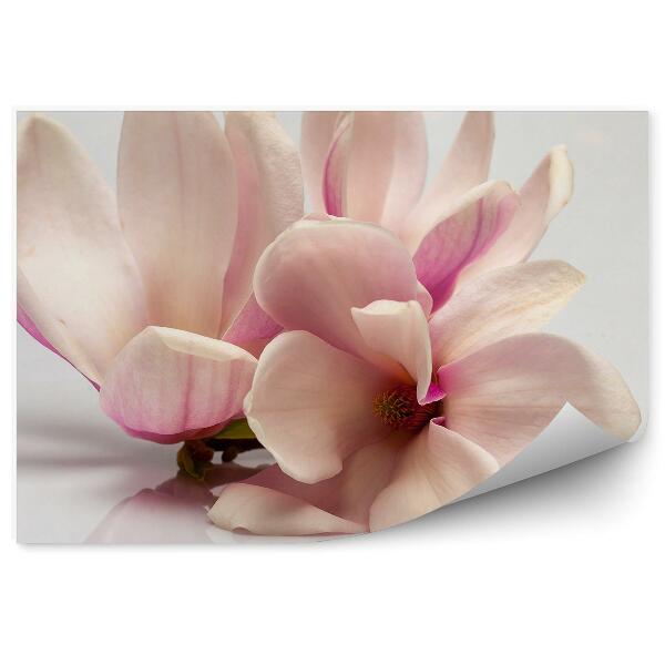 Papier peint Magnolias roses fond gris fleurs