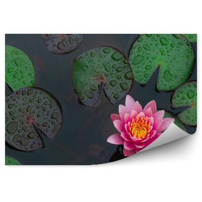 Papier peint Fleur de nénuphar vue de dessus