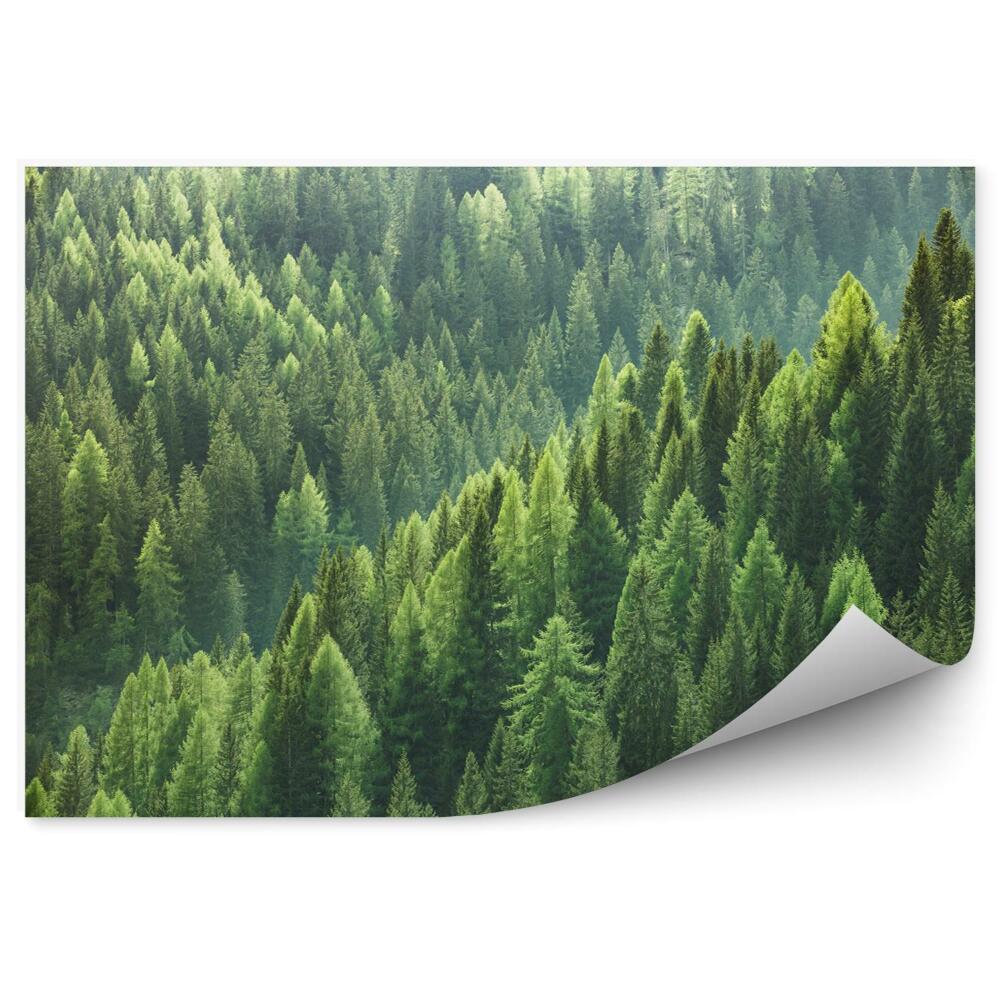 Papier peint Forêt de conifères verte