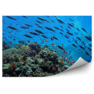Papier peint Poisson de rivage Récif Vie sous-marine Animaux