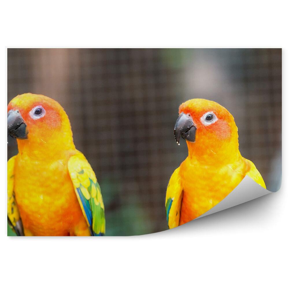 Papier peint Perruches Orange