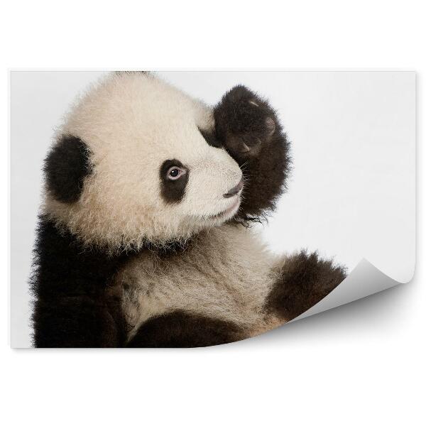 Papier peint Panda De Six Mois