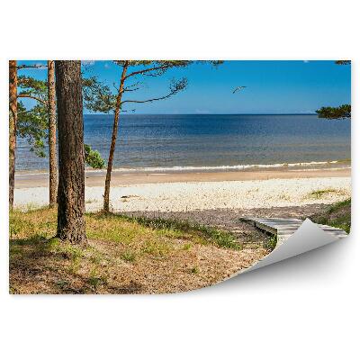 Papier peint Passerelle En Bois Arbres Plage Herbe Ciel Océan Nuages Oiseau