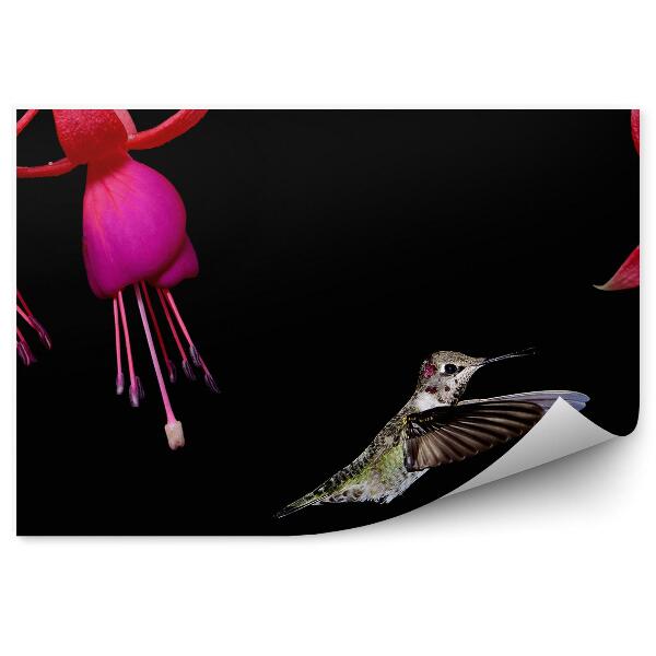 Papier peint Fleurs fuchsia colibri fond noir feuilles