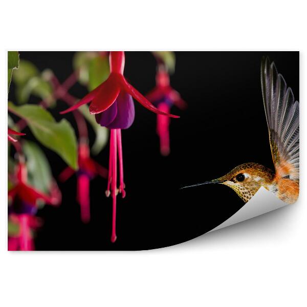 Papier peint Fleurs fuchsia colibri fond noir feuilles oiseau