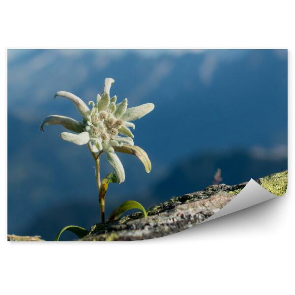 Papier peint Rocher D'edelweiss Vue Des Alpes