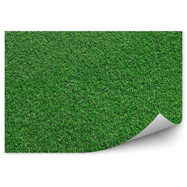 Papier peint Herbe Champ Motif Vert Texture