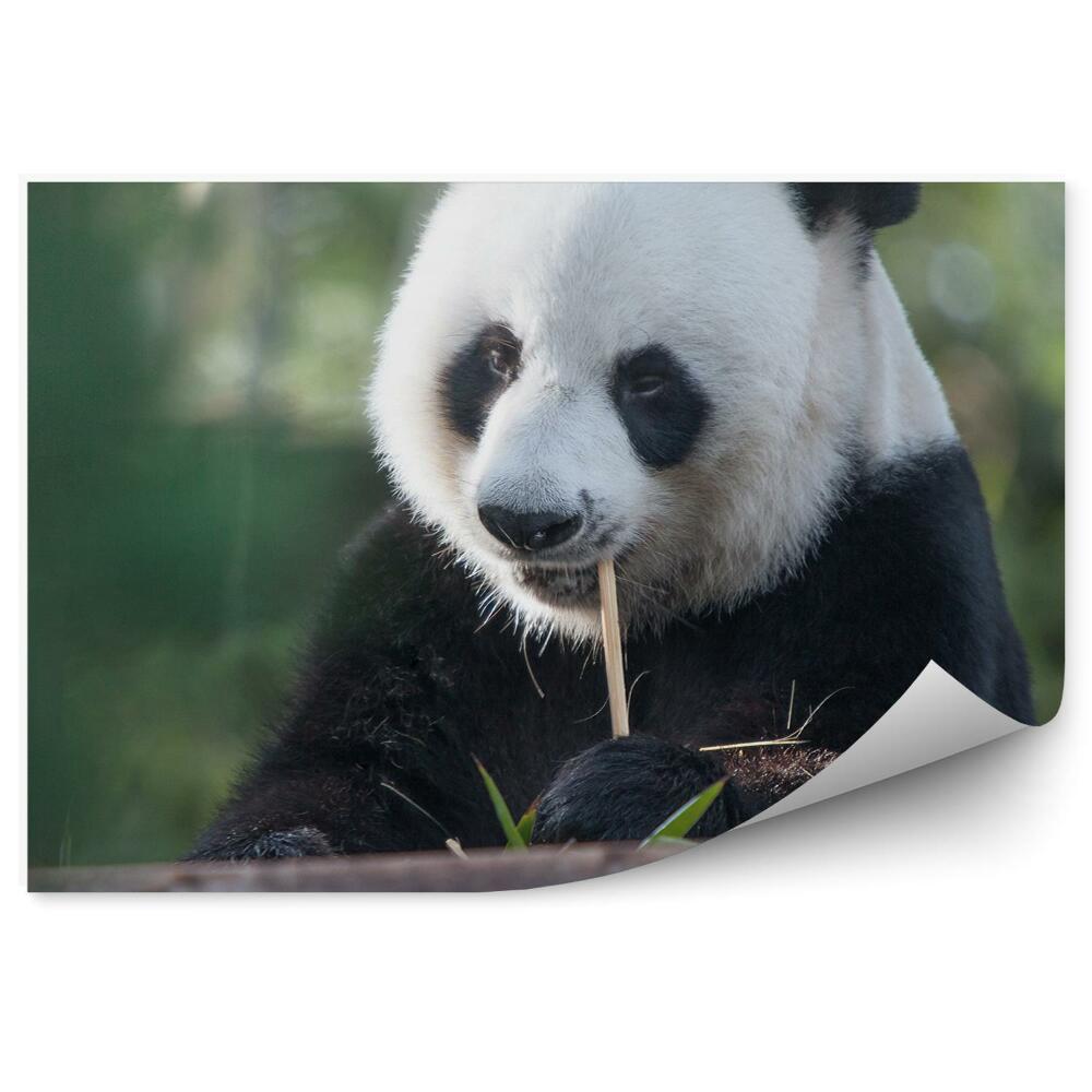 Papier peint Panda En Pleine Réflexion