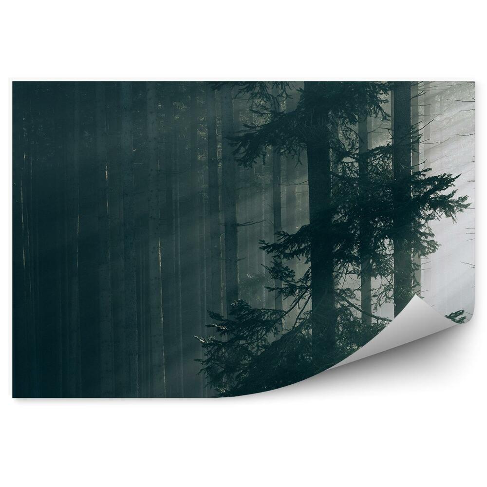 Papier peint Arbres De La Forêt Ensoleillée