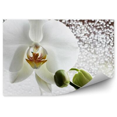 Papier peint Orchidée rosée blanche