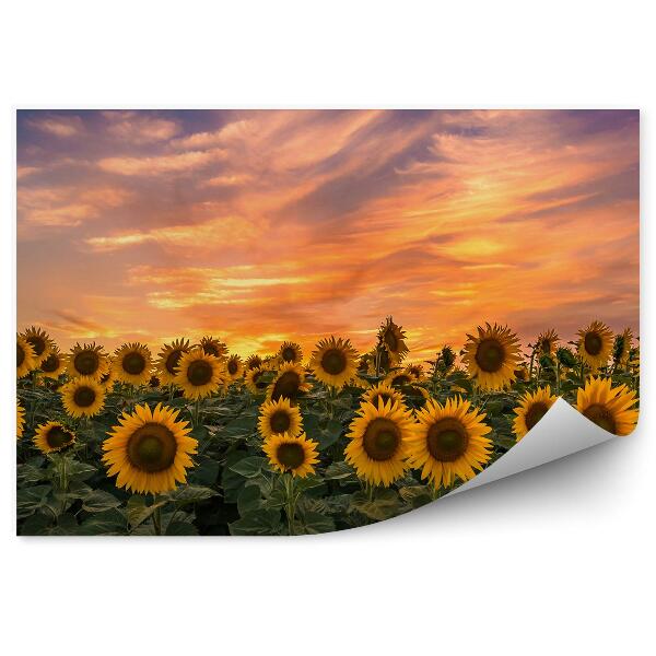 Papier peint Champ de tournesols fleurs coucher de soleil