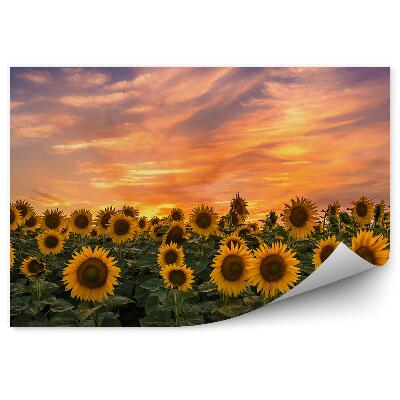 Papier peint Champ de tournesols fleurs coucher de soleil
