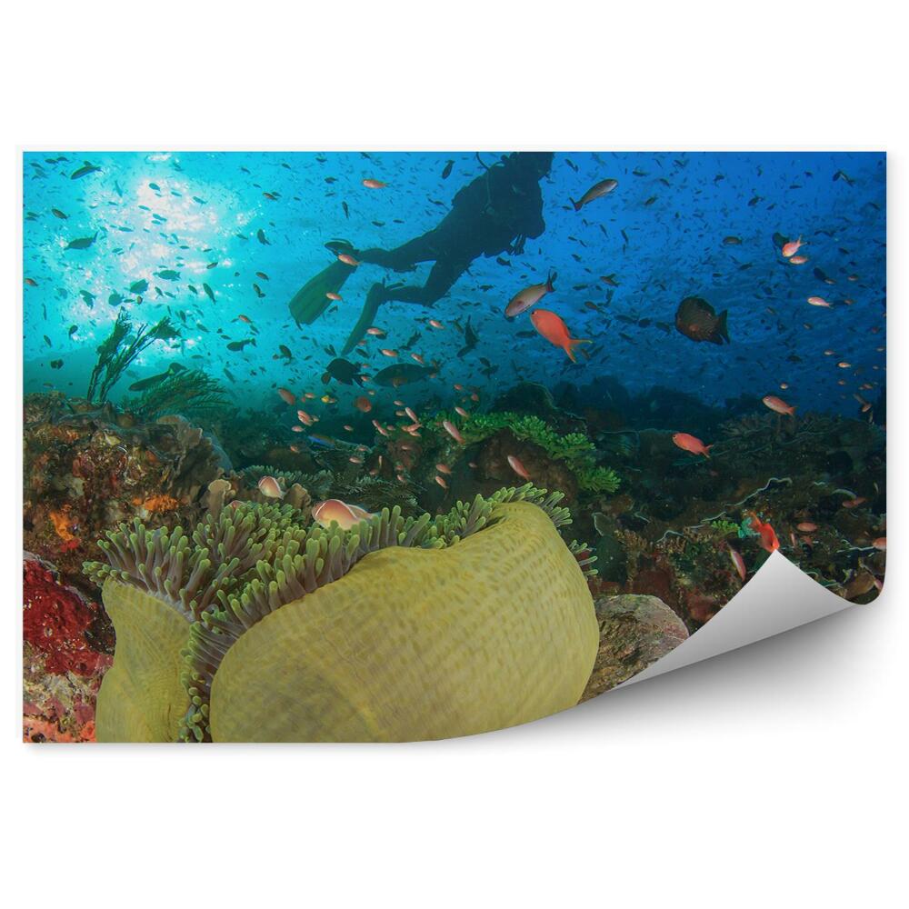 Papier peint plongeur monde sous-marin poissons animaux