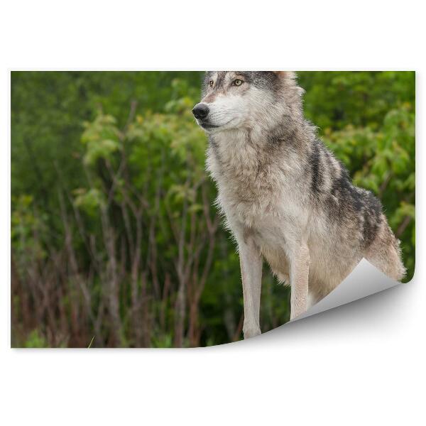 Papier peint Loup Debout Sur Un Rocher Vert Forêt Clairière Herbe