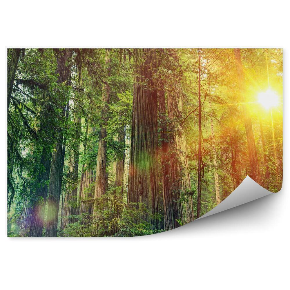 Papier peint Paysage forestier Soleil Vert Nature