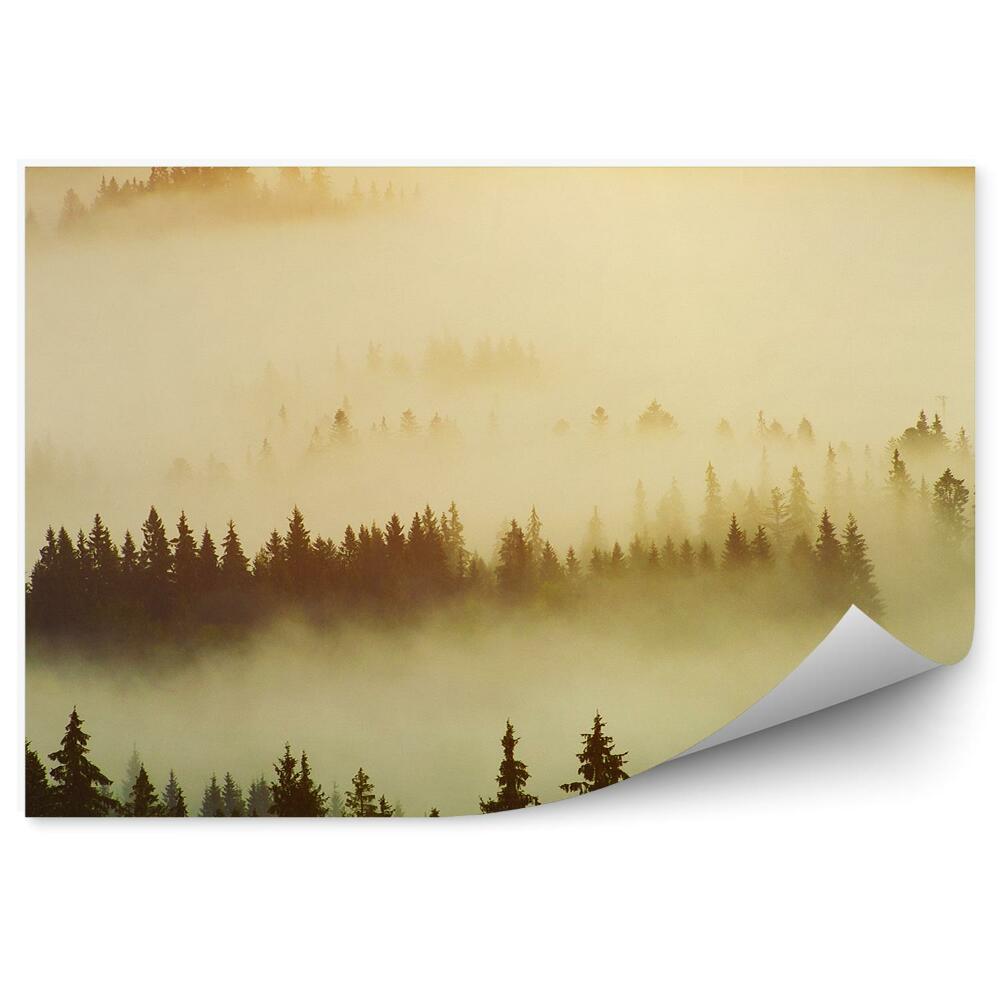 Papier peint Arbre de Noël Brume forestière Soleil