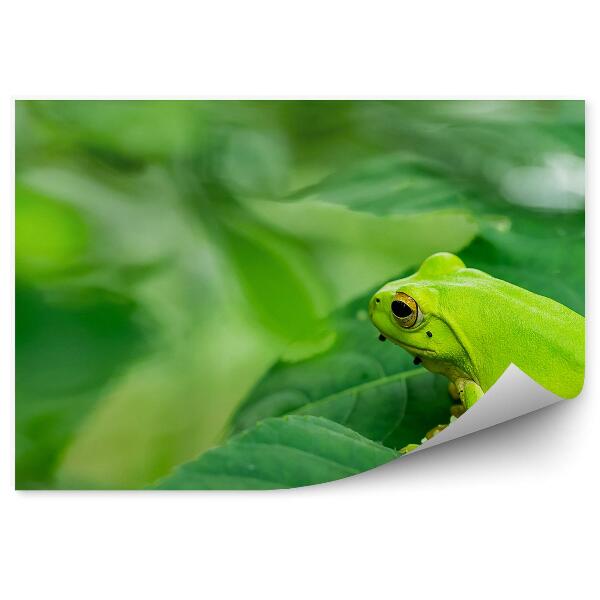 Papier peint Grenouille verte sur feuilles en gros plan