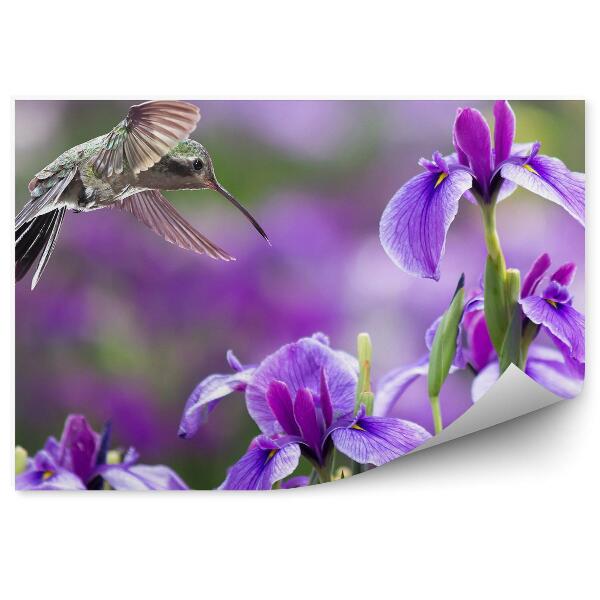 Papier peint Fleur d'iris pourpre colibri oiseau