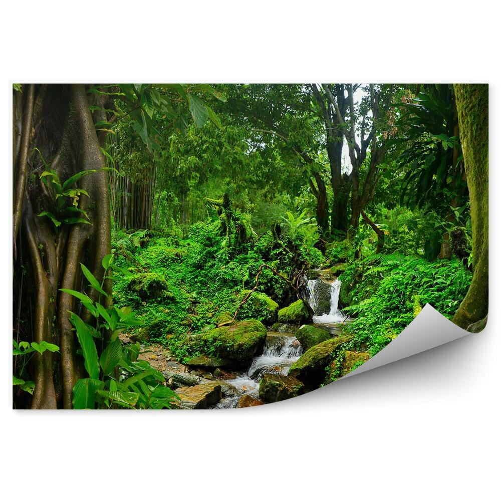 Papier peint Arbres de la jungle thaïlandaise