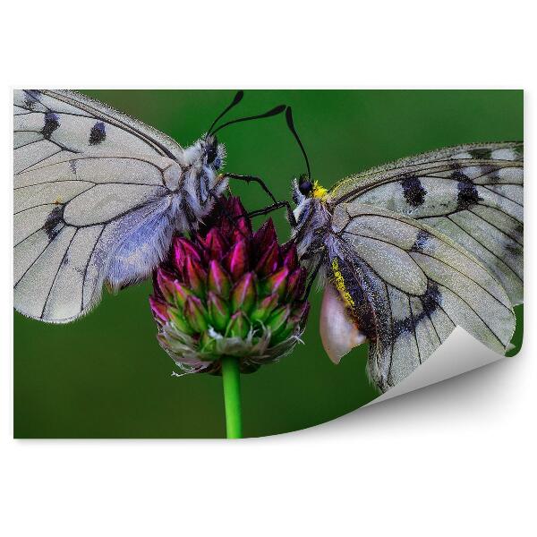 Papier peint Deux Papillons Blancs Fleur Fond Vert