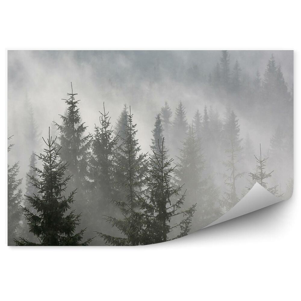 Papier peint Forêt De Conifères Brumeuse