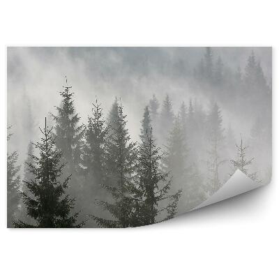Papier peint Forêt De Conifères Brumeuse
