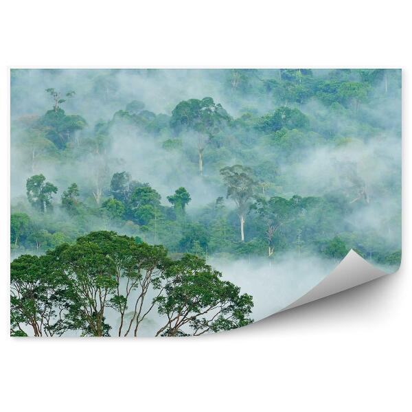 Papier peint Forêt Tropicale Arbres Brume