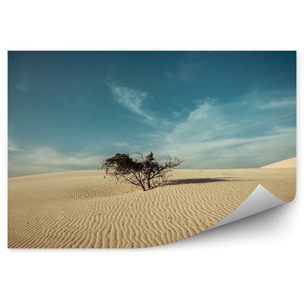 Papier peint Arbre Désert Ciel Nuages