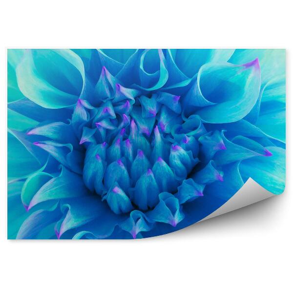 Papier peint Fleur de dahlia turquoise