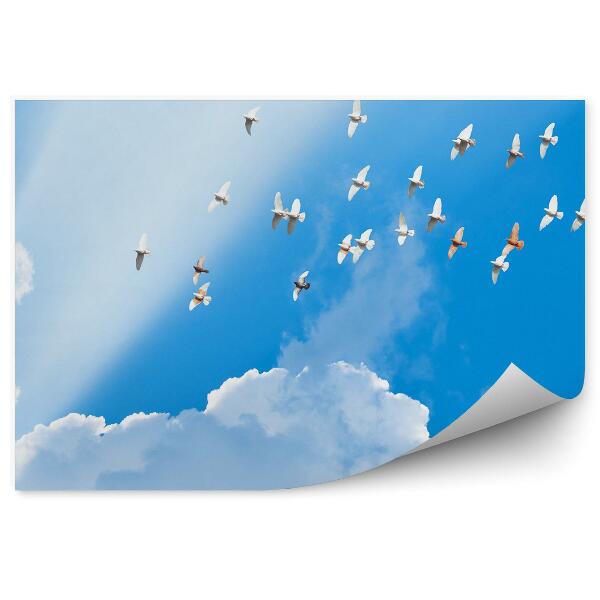 Papier peint Troupeau De Pigeons Volant Nuages Ciel