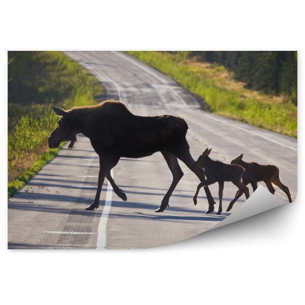 Papier peint Un Vautour Et Ses Petits Traversent La Route