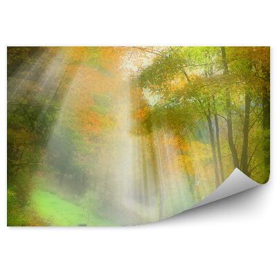 Papier peint Chemin Forestier D'automne Feuilles
