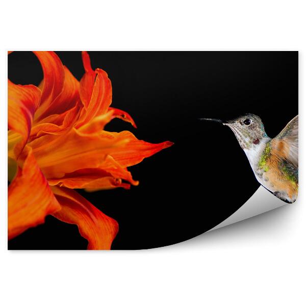 Papier peint Colibri lys orange fond noir