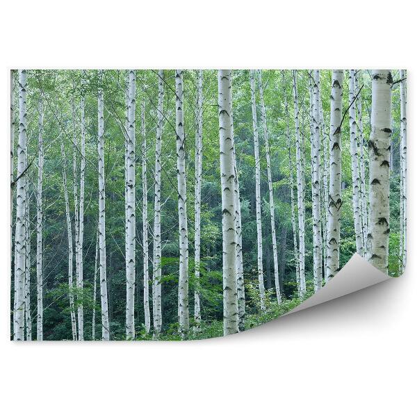 Papier peint Panorama D'une Forêt De Bouleaux Sur Une Colline