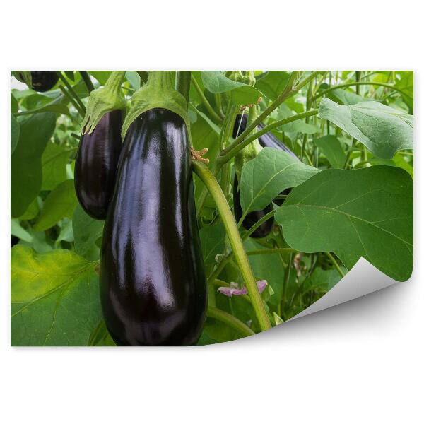 Papier peint Aubergine Légume Arbuste Gros plan Verdure