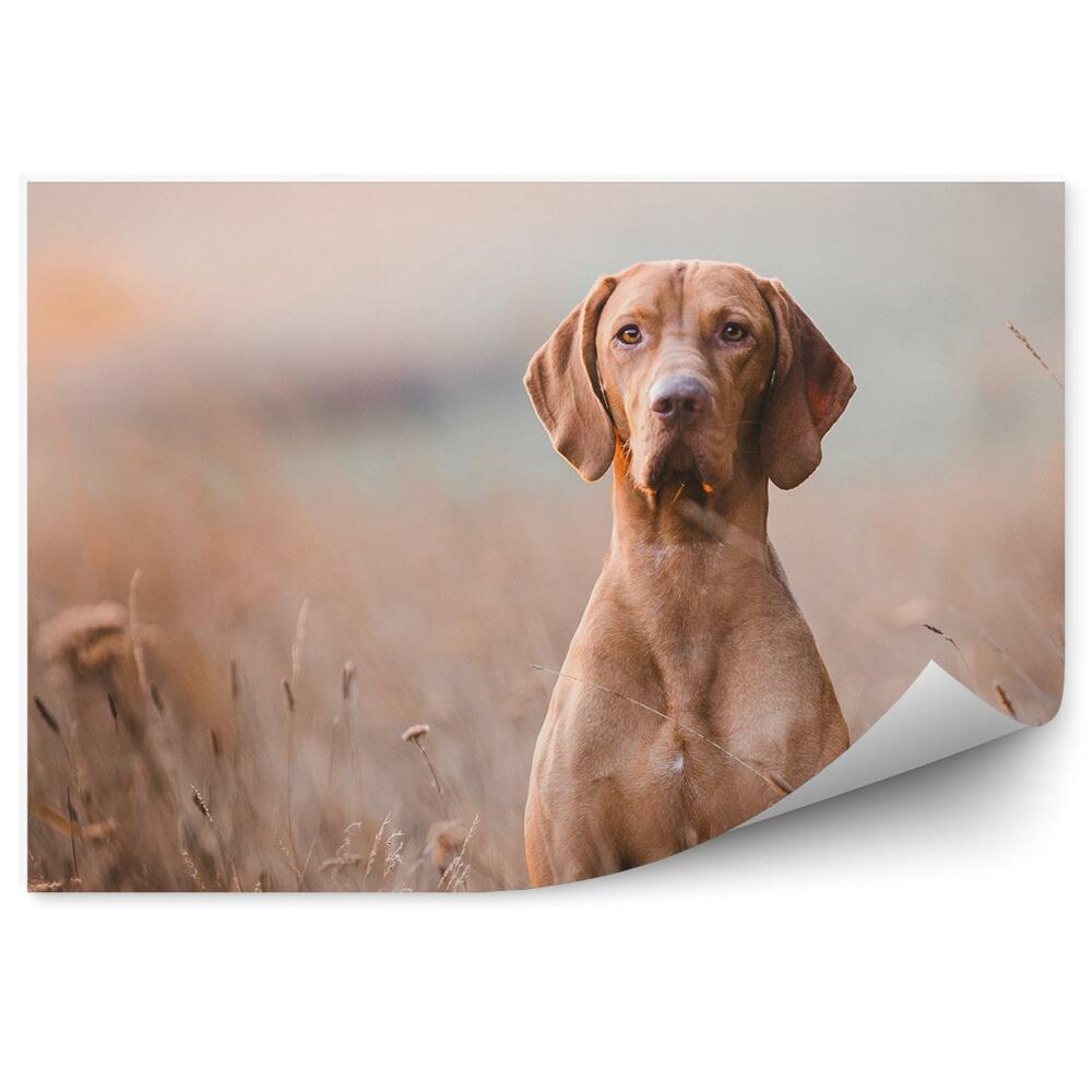 Papier peint Grand Chien Brun Dans L'herbe