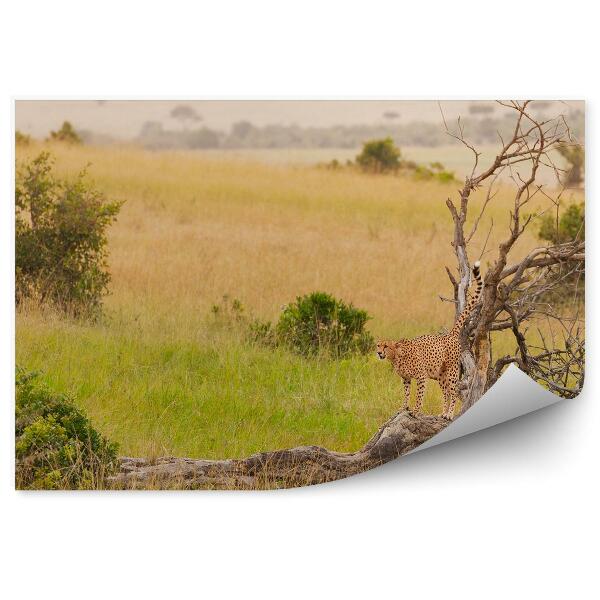 Papier peint Guépard Arbre Plantes Savane