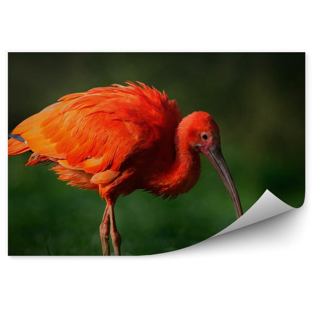 Papier peint Ibis Écarlate Oiseau Exotique Herbe Vert