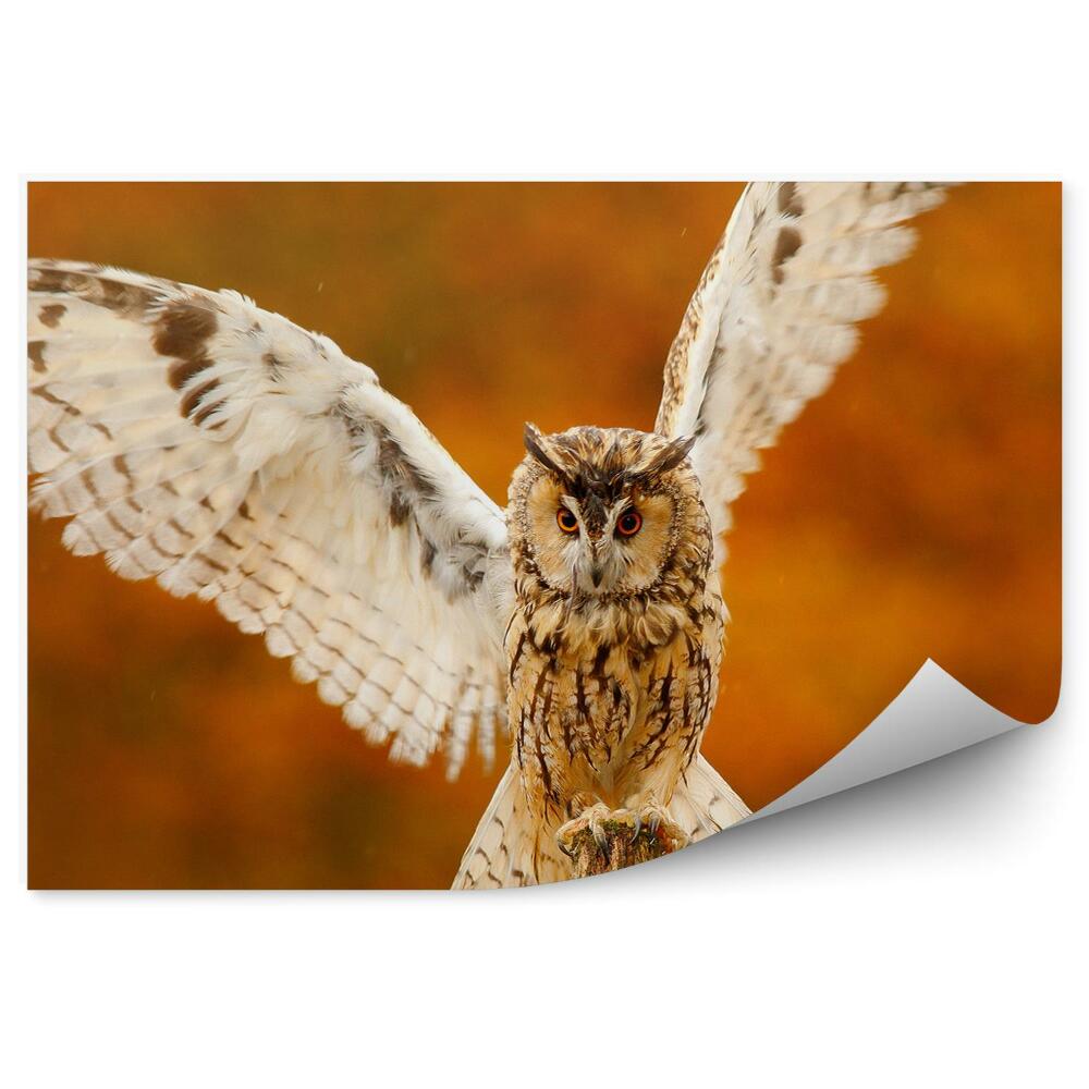 Papier peint Chouette Aux Ailes Déployées Forêt D'automne