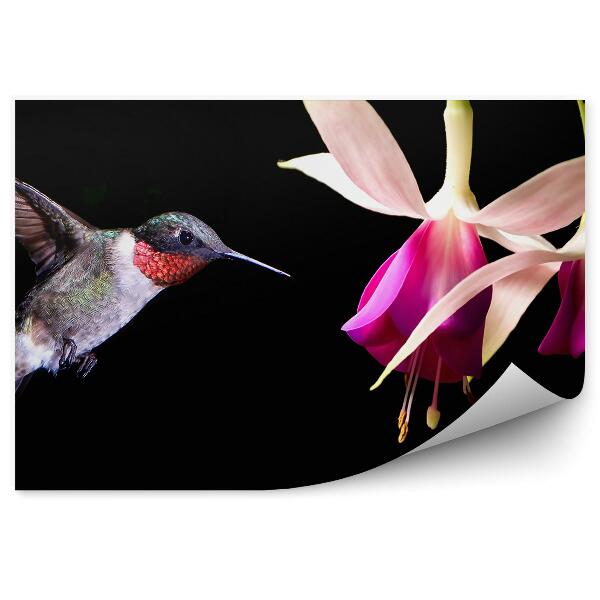 Papier peint Fleurs fuchsia colibri fond noir