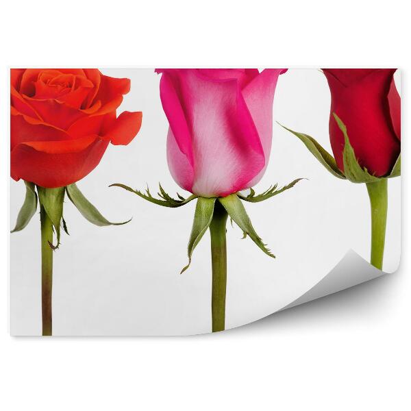 Papier peint Cinq roses fleurs plantes fond blanc