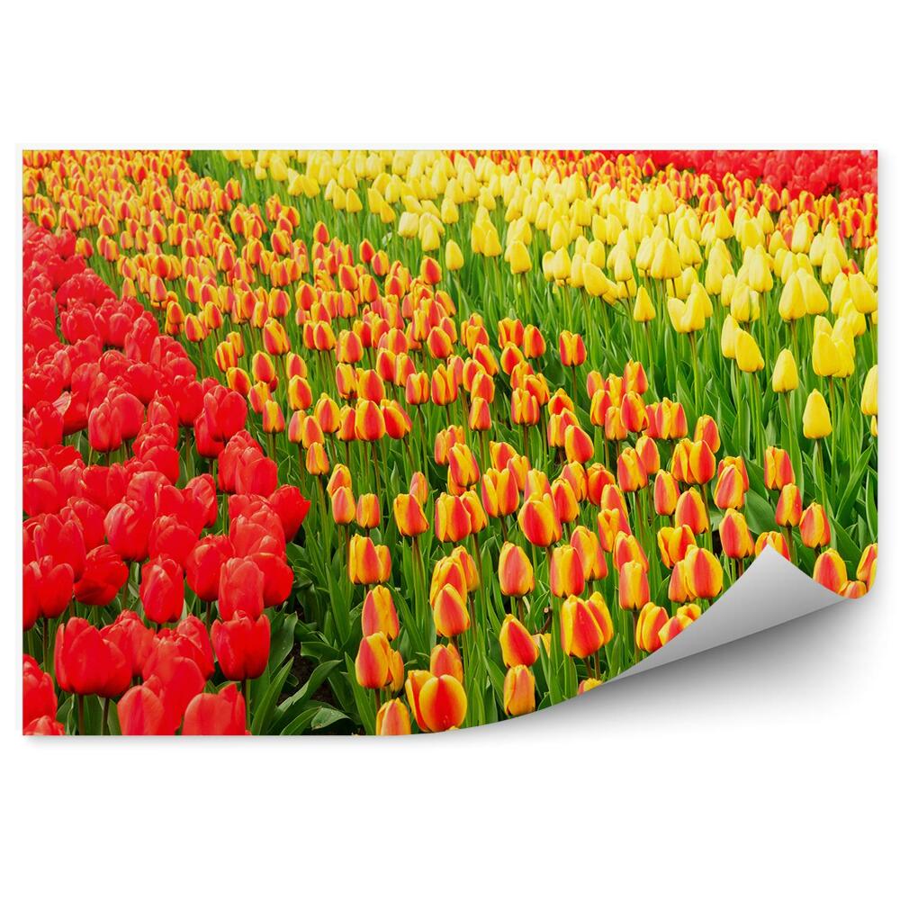 Papier peint Champ de tulipes